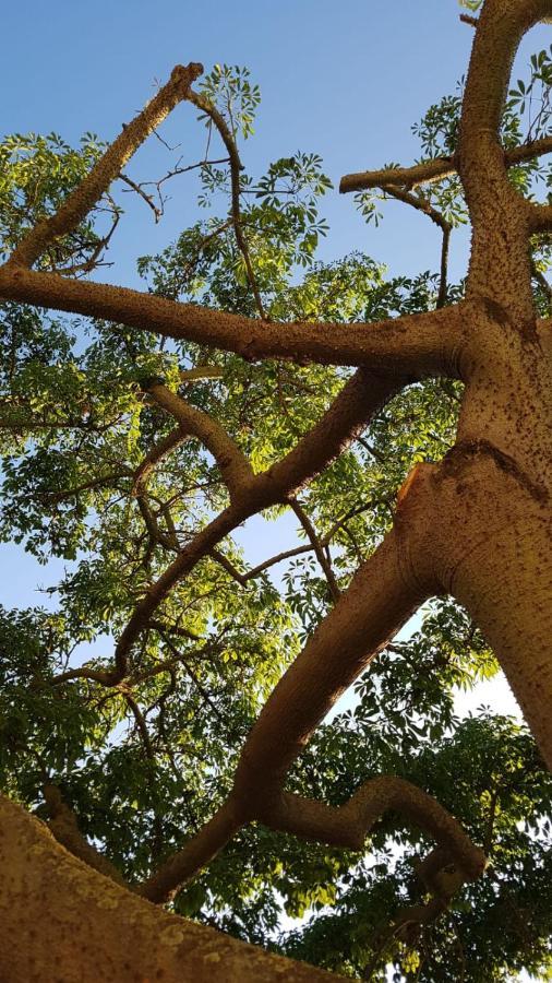La Ceiba Speciosa Bed & Breakfast Capaccio Ngoại thất bức ảnh